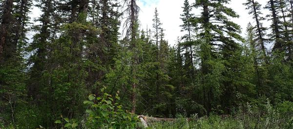 Nature Journal Entry #14: Orchid Hunting at Griffith Woods
