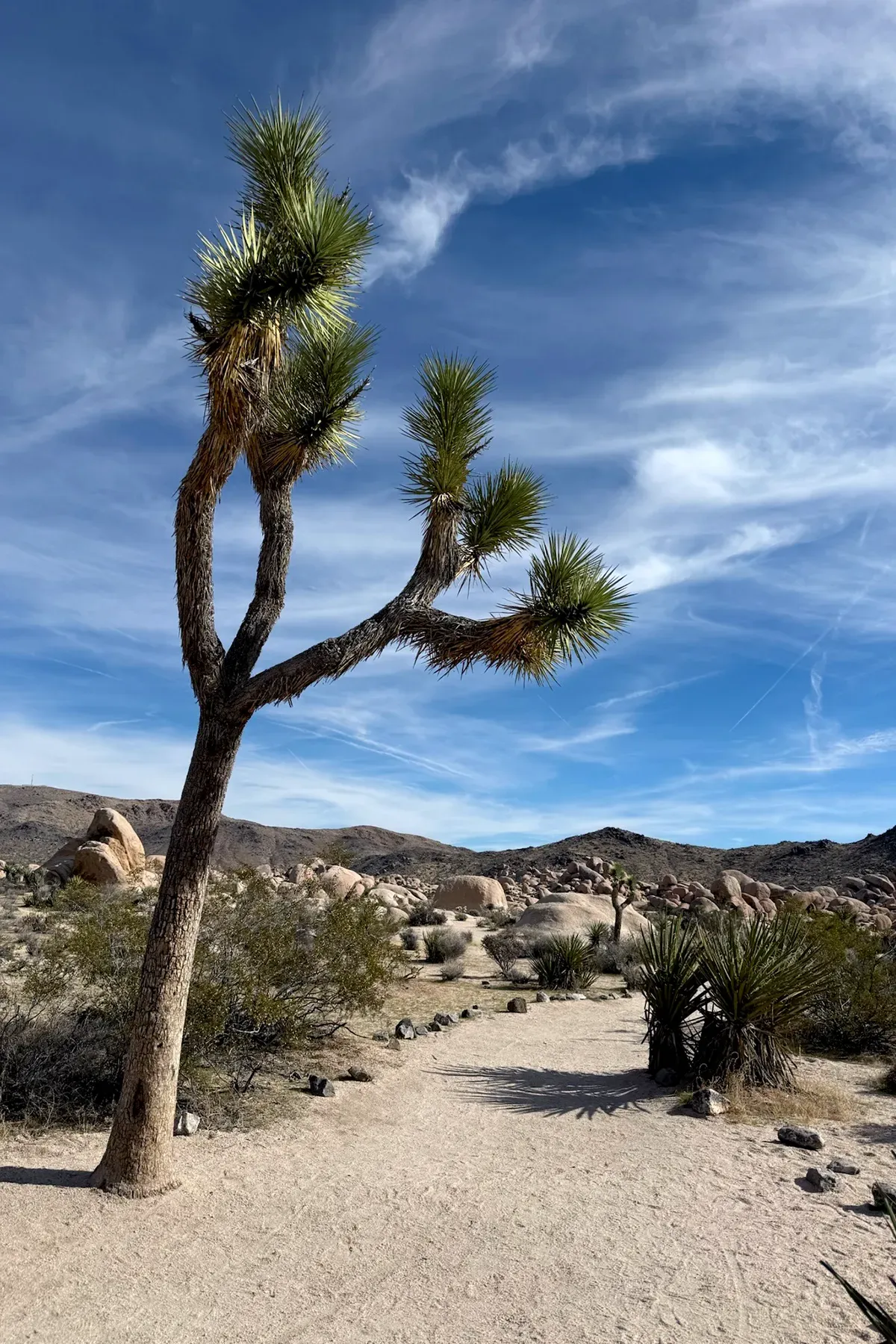 Things to do in Joshua Tree National Park California