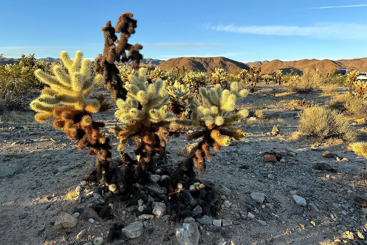 Things to do in Joshua Tree National Park California Teddy Bear Cholla Cactus