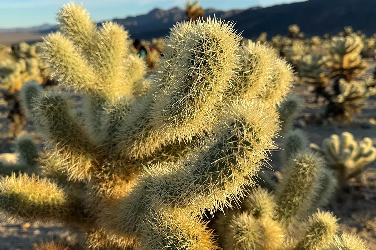 Things to do in Joshua Tree National Park California Teddy Bear Cholla Cactus