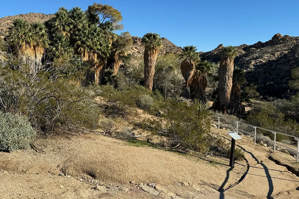 Things to do in Joshua Tree National Park California Cottonwood Spring Oasis