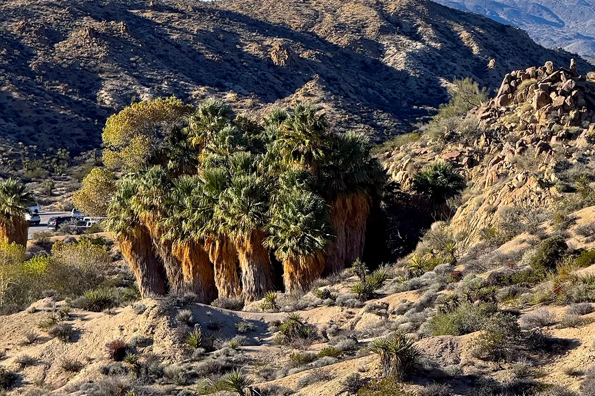 Things to do in Joshua Tree National Park California Cottonwood Spring Oasis