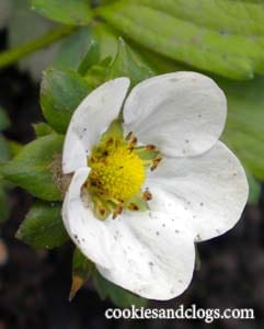 berry1 Starting a Garden – Growing Strawberries, Cucumbers & More #gardening #photography