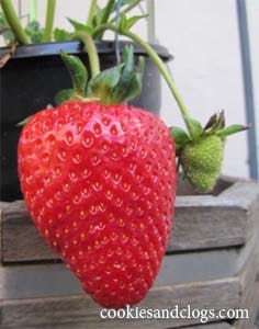 berry3 Starting a Garden – Growing Strawberries, Cucumbers & More #gardening #photography