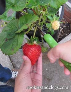 berry4 Starting a Garden – Growing Strawberries, Cucumbers & More #gardening #photography