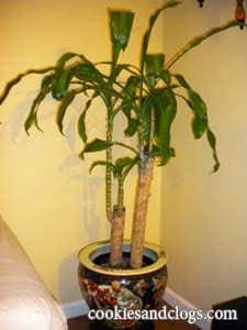 How to repot / re-pot a plant in a new container tutorial
