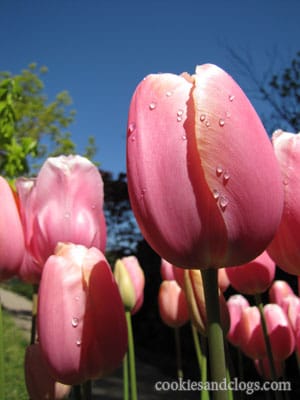 filoliapril1