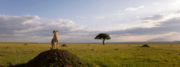 AFRICAN CATS