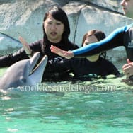 sixflagsdolphin10