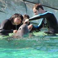 sixflagsdolphin11