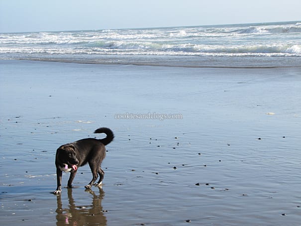 fortfunston4