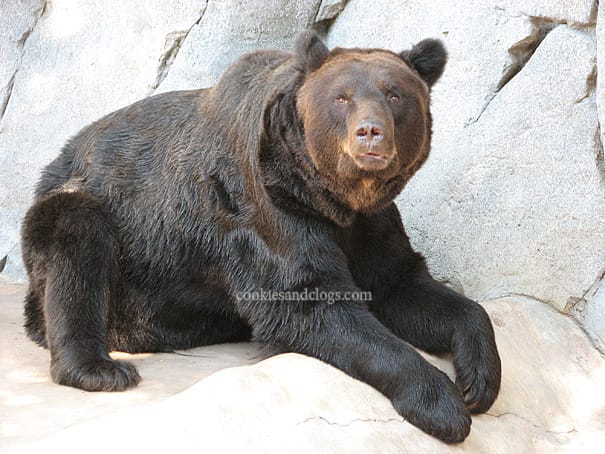 sdzoo01