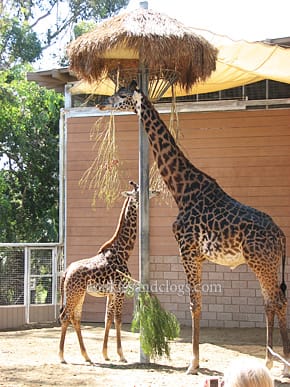 sdzoo02