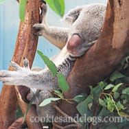 sdzoo06