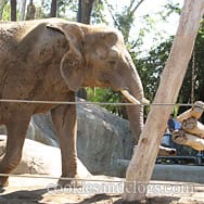 sdzoo08