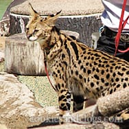 sdzoo09