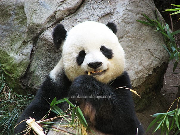 sdzoo12