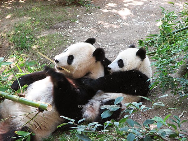 sdzoo13