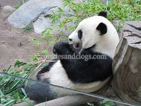 San Diego Zoo, San Diego, California