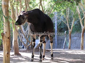 San Diego Zoo, San Diego, California