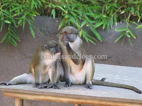 San Diego Zoo, San Diego, California