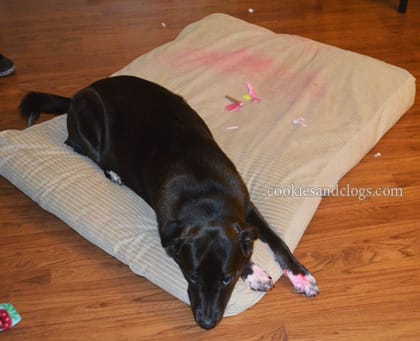 speckles_highlighter Our puppy Speckles and her highlighter incident