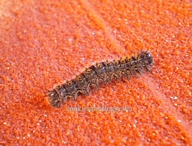 Caterpillar in Antelope Slot Canyon Lower near Page, Arizona