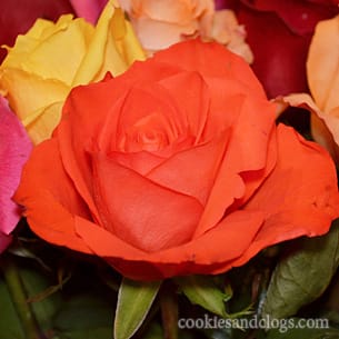 201201flowers02 Bouquet of roses