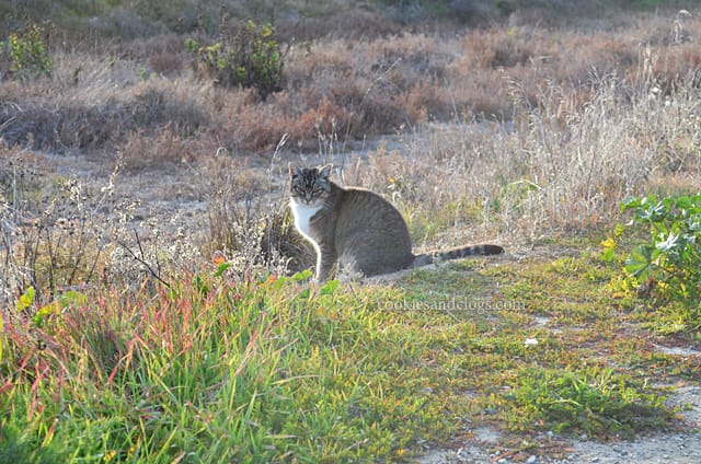 feralcat01 Feral Wild Cat near Foster City Levee