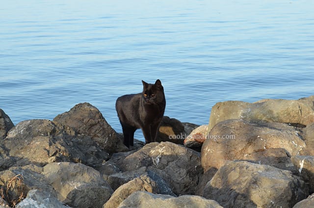 feralcat02 Feral Wild Cat near Foster City Levee