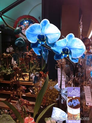 Blue Mystique Orchid
