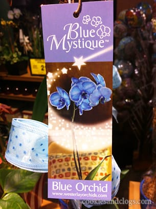 Blue Mystique Orchid