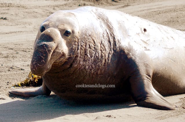 Piedras Blancas Elephant Seal Rookery