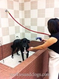 Pet Food Express Dog Wash Station