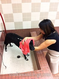 Pet Food Express Dog Wash Station