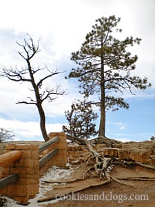 Bryce Canyon US National Park in Utah UT Hoodoo