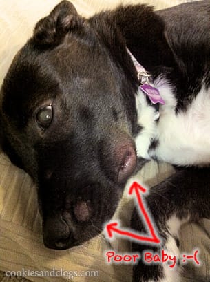 speckles_bite02 Speckles Dog Puppy Bug Bite Swollen Red Lip