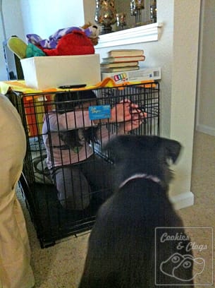Munchkin locked in Dog Crate
