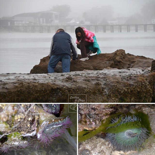 Half Moon Bay Princeton by the Sea Anemones Tide Pool