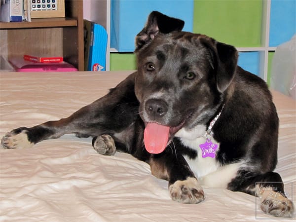 Cute dog speckles
