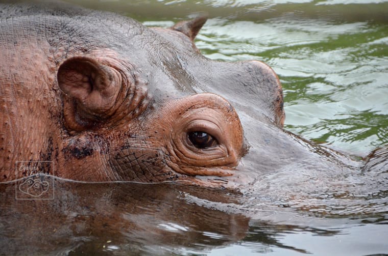 sfhippo01 Hippopotamus at San Francisco Zoo California eye hippo
