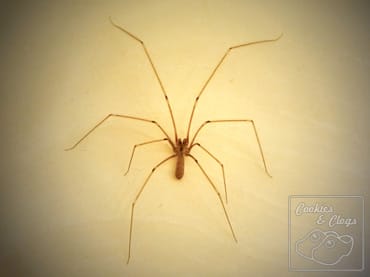 Panasonic Lumix G5 DSLM Daddy Long Leg Spider