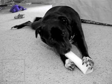 Panasonic Lumix G5 DSLM Dog Chewing Bone with Toys