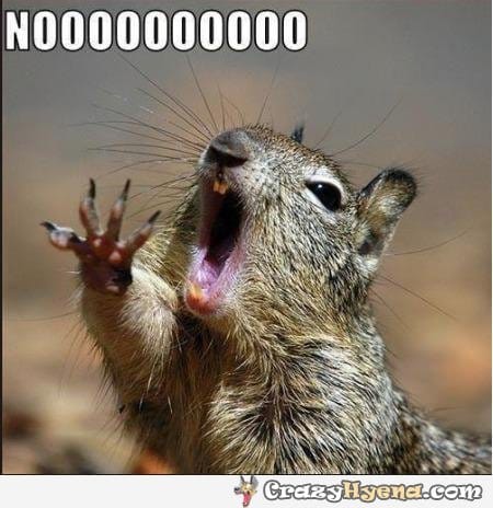 Squirrel Yell No