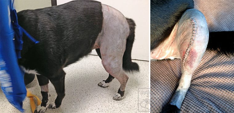 Speckles Dog Torn Cruciate Ligament (CCL) Post Surgery