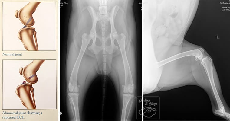 Speckles Dog Torn Cruciate Ligament (CCL) Post Surgery