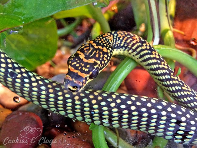 Snake at California Academy of Sciences in San Francisco, CA #photography