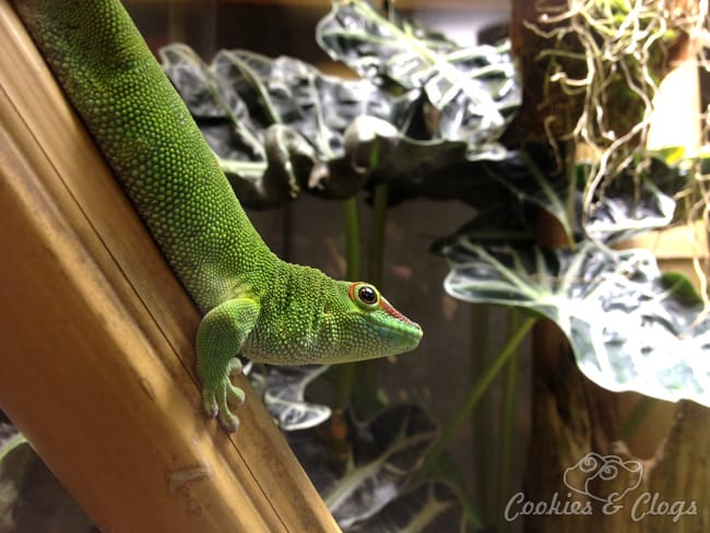 Gecko at California Academy of Sciences in San Francisco, CA #photography