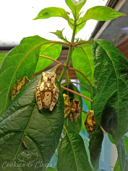 Tree Frog at California Academy of Sciences in San Francisco, CA #photography