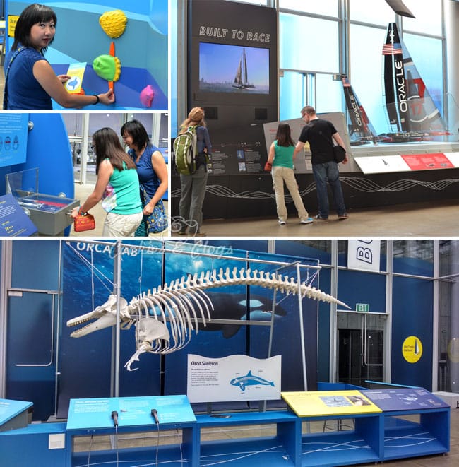 Built for Speed at California Academy of Sciences at Golden Gate Park in San Francisco, CA #SFBay